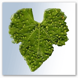 Hoja de vid con filoxera