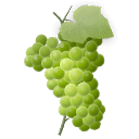 Elegir variedad de uva