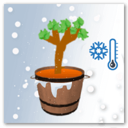 Vid en maceta en invierno