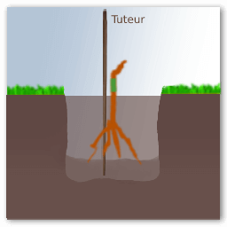 Entutorar una vid con un tutor