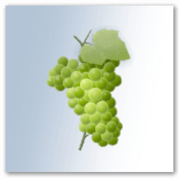Cosecha de la uva